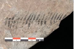 Foto (Detailansicht) von Gleichinites austriacus Ettingshausen (NHMW-GEO-2024-0188-10529)